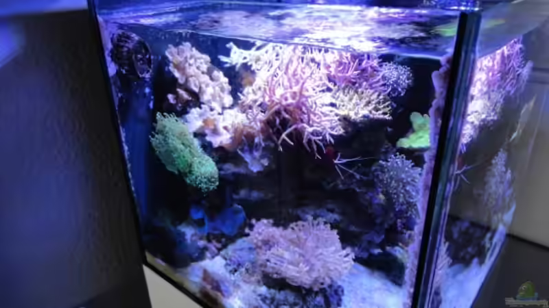 Aquarium Becken 18875 von AquaTropica CGN (5)