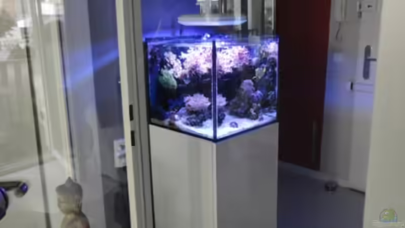 Aquarium Becken 18875 von AquaTropica CGN (7)