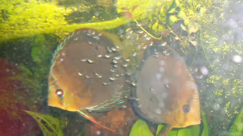 Aquarium Becken 18921 von Solitary (12)