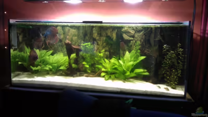 Aquarium Becken 18921 von Solitary (6)