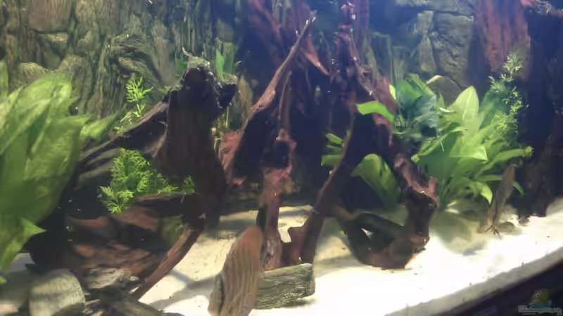 Aquarium Becken 18921 von Solitary (7)