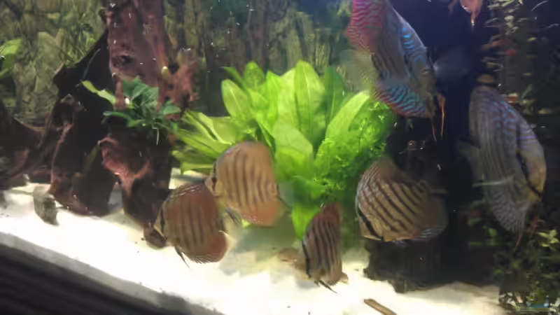 Aquarium Becken 18921 von Solitary (8)