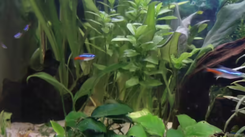 Aquarium Becken 18939 von TropicThunder (2)