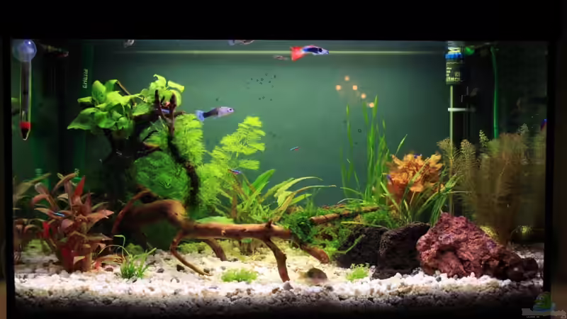 Aquarium Becken 19010 von Stefan F. (4)