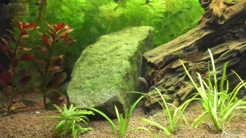 Aquarium Becken 19076 von Fitti (2)