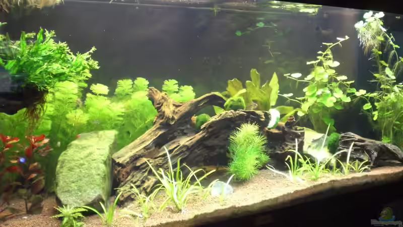 Aquarium Becken 19076 von Fitti (3)