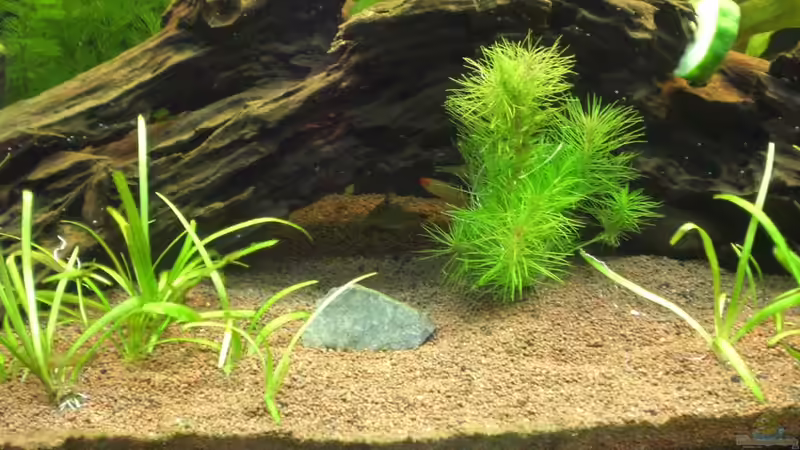 Aquarium Becken 19076 von Fitti (4)