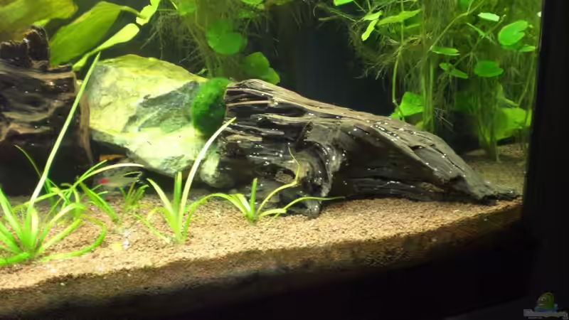 Aquarium Becken 19076 von Fitti (5)