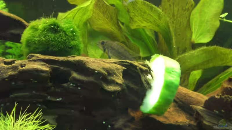 Aquarium Becken 19076 von Fitti (7)