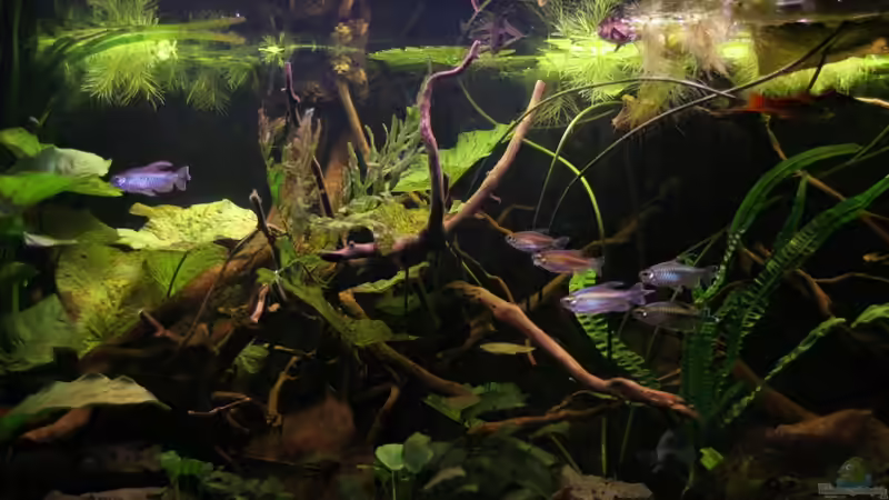 Aquarium Becken 19155 von Morrey (2)