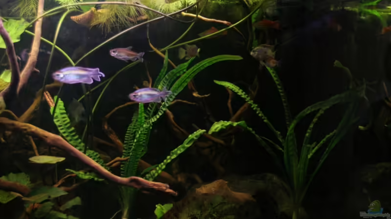 Aquarium Becken 19155 von Morrey (4)