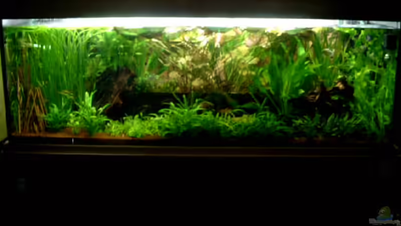 Aquarium Becken 1916 von Michael Grote (2)