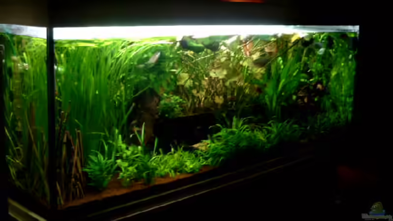 Aquarium Becken 1916 von Michael Grote (3)