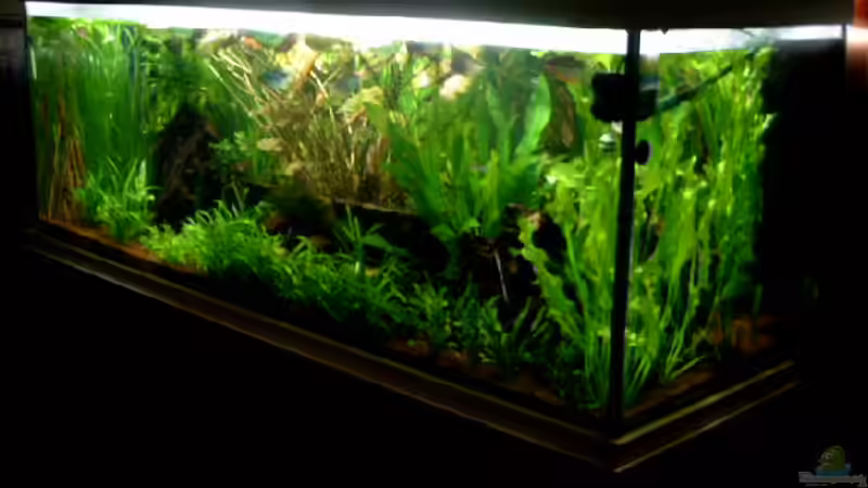 Aquarium Becken 1916 von Michael Grote (4)