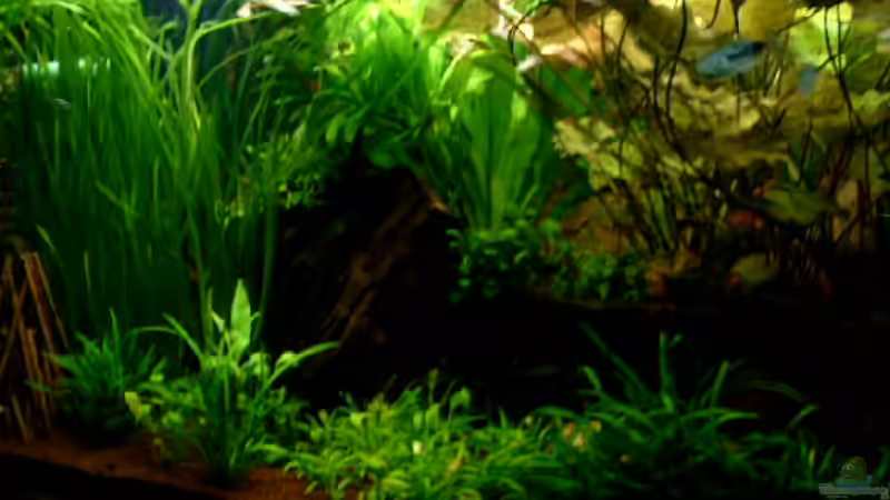 Aquarium Becken 1916 von Michael Grote (5)