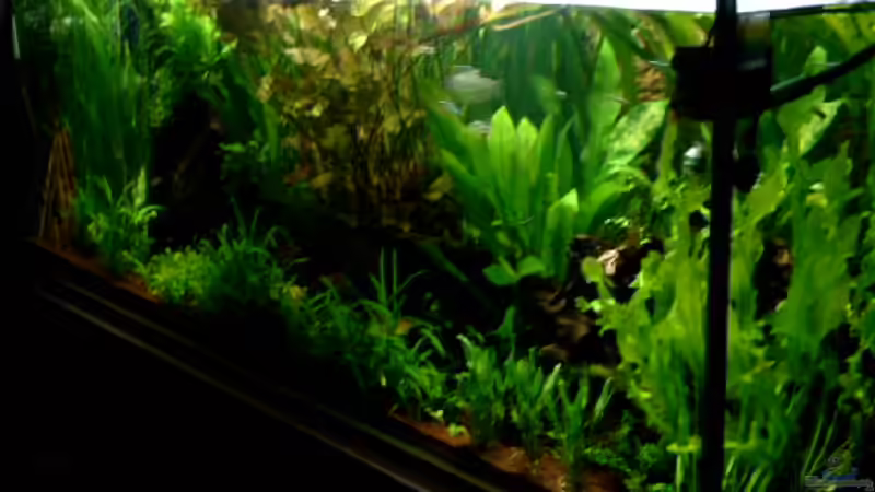 Aquarium Becken 1916 von Michael Grote (6)