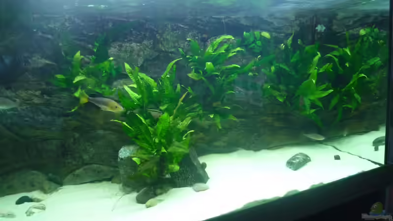 Aquarium Becken 19163 von Matze38 (2)