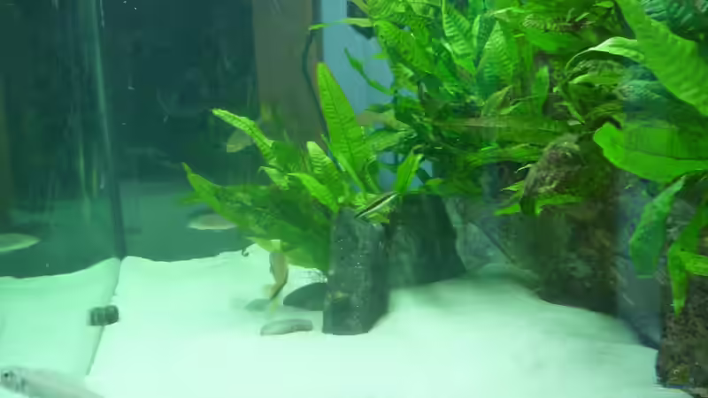 Aquarium Becken 19163 von Matze38 (3)