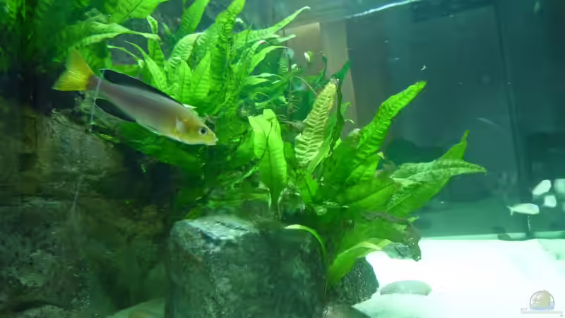 Aquarium Becken 19163 von Matze38 (4)