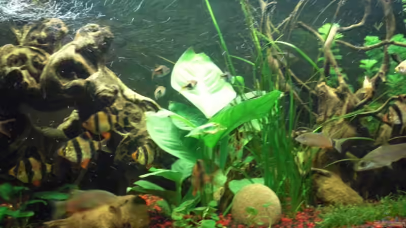 Aquarium Becken 19196 von Rene Zunder (2)