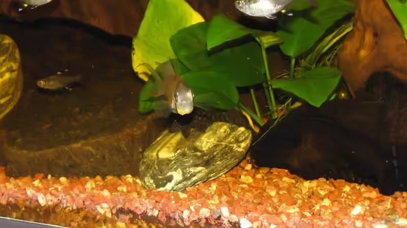 Aquarium Becken 19209 von Oliver Renkel (3)