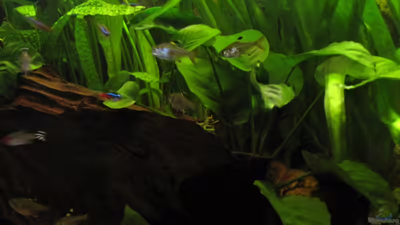 Aquarium Becken 19209 von Oliver Renkel (4)