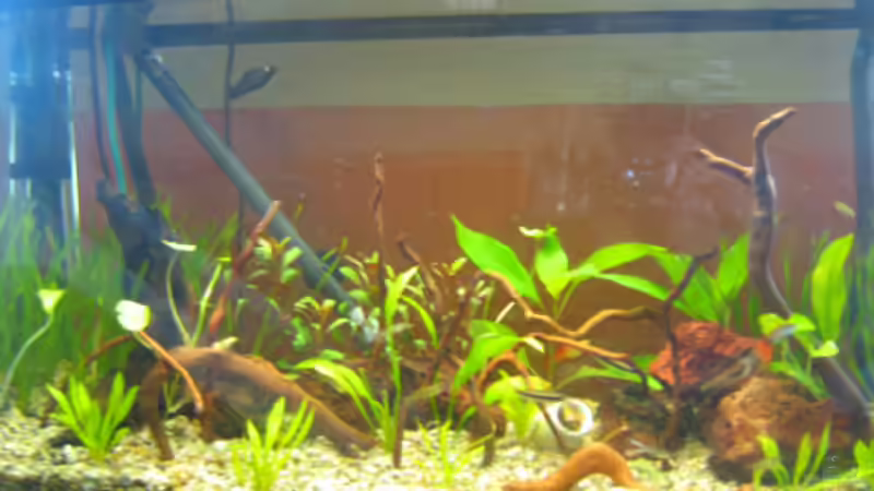 Aquarium Becken 19219 von mölsner (2)