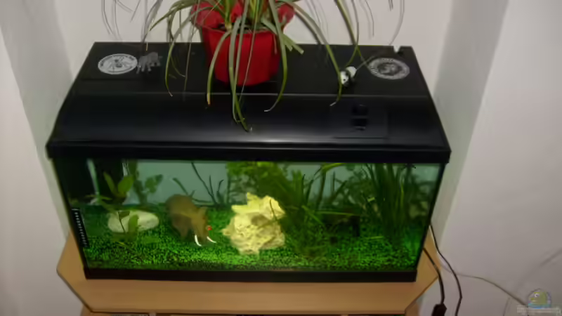 Aquarium Becken 19238 von anette (2)