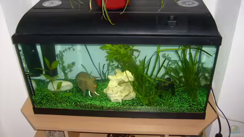 Aquarium Becken 19238 von anette (3)