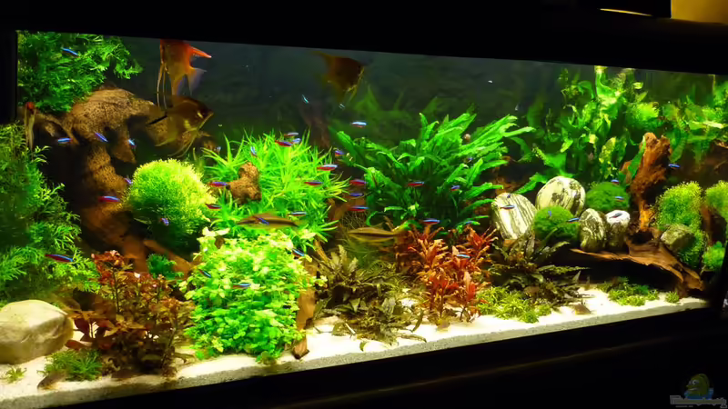 Aquarium Becken 19239 von big koi (10)