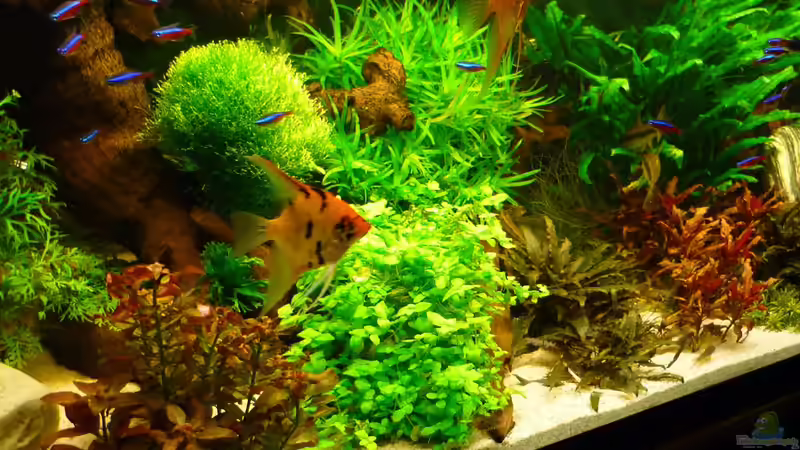 Aquarium Becken 19239 von big koi (11)