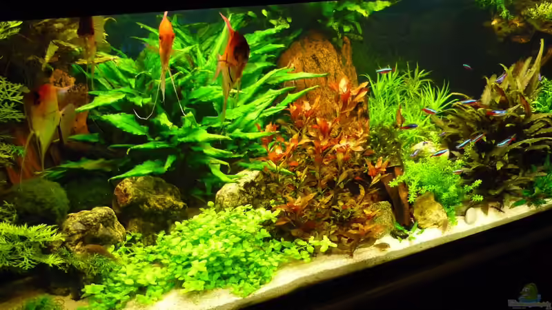 Aquarium Becken 19239 von big koi (3)