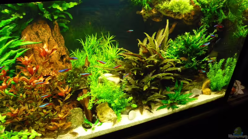 Aquarium Becken 19239 von big koi (4)