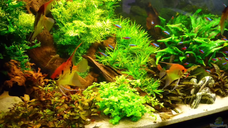 Aquarium Becken 19239 von big koi (5)