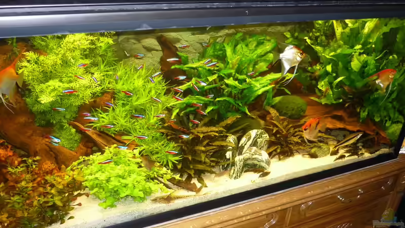 Aquarium Becken 19239 von big koi (6)