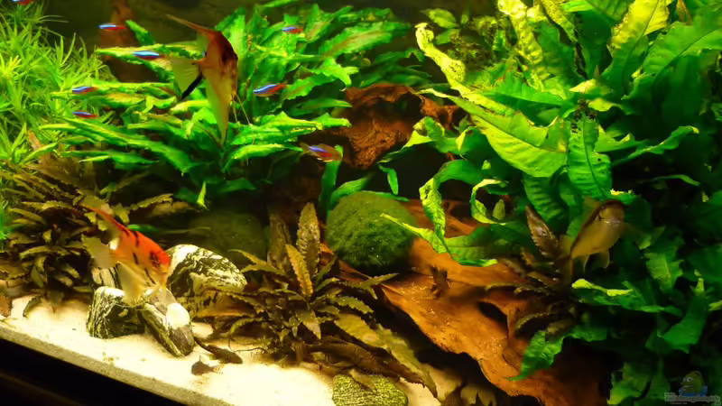 Aquarium Becken 19239 von big koi (7)