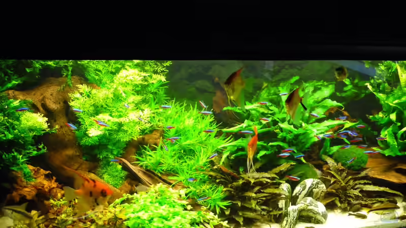 Aquarium Becken 19239 von big koi (8)