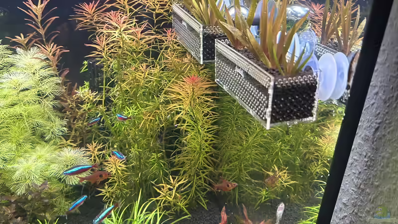 Aquarium Becken 19256 von D.Olivier (5)