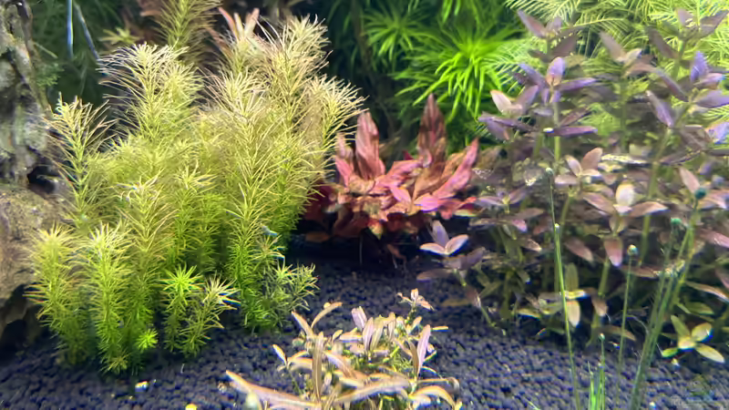 Aquarium Becken 19256 von D.Olivier (6)