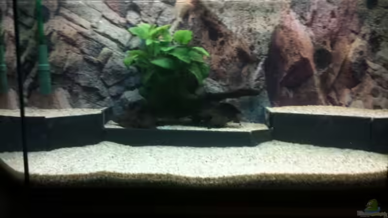Aquarium Becken 19299 von Andreas Glissmann (10)