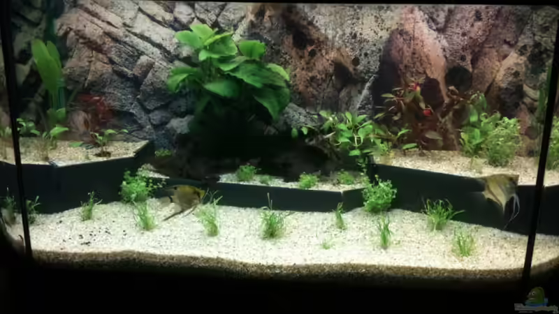 Aquarium Becken 19299 von Andreas Glissmann (11)
