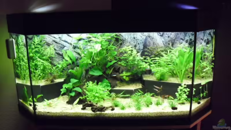 Aquarium Becken 19299 von Andreas Glissmann (12)
