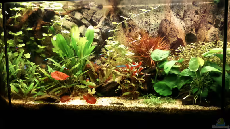 Aquarium Becken 19299 von Andreas Glissmann (2)