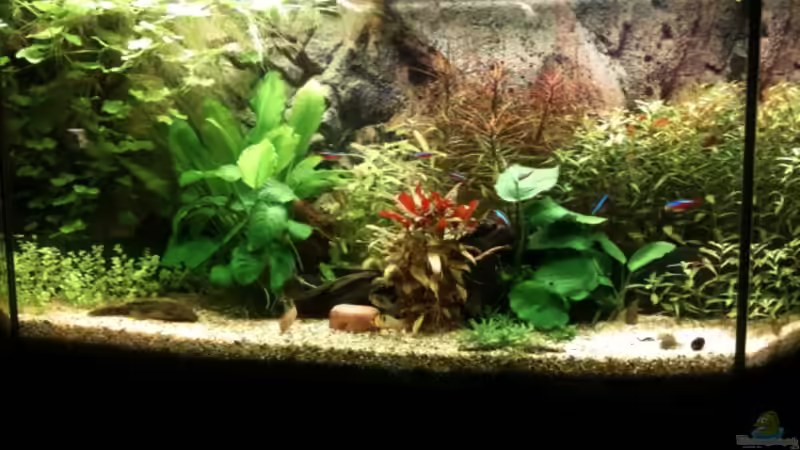 Aquarium Becken 19299 von Andreas Glissmann (3)