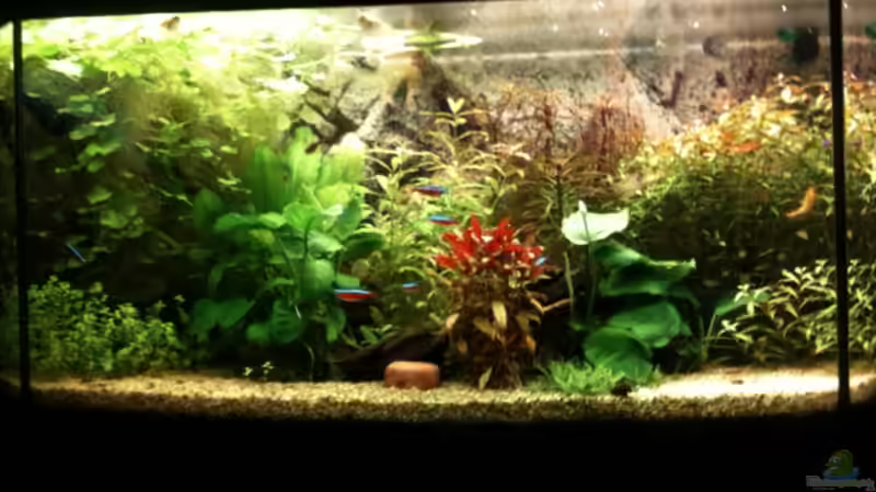 Aquarium Becken 19299 von Andreas Glissmann (4)