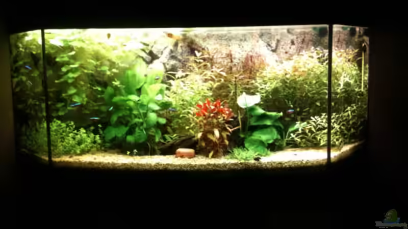 Aquarium Becken 19299 von Andreas Glissmann (5)