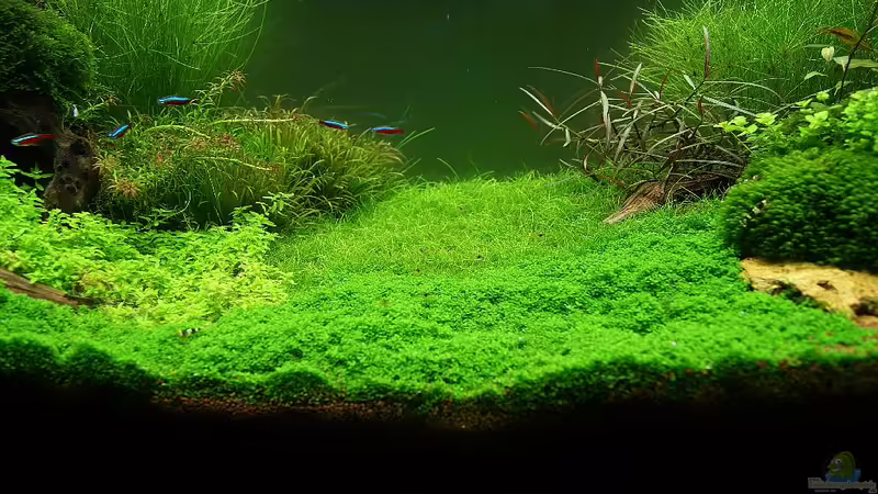 Aquarium Becken 19330 von Torsten Thiel (3)