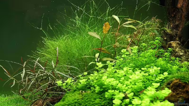 Aquarium Becken 19330 von Torsten Thiel (6)