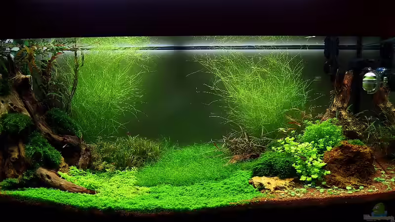 Aquarium Becken 19330 von Torsten Thiel (7)