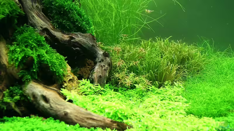 Aquarium Becken 19330 von Torsten Thiel (8)